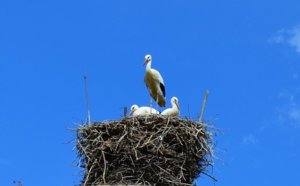DSC_0339.JPG
