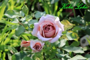 IMG_2741.JPG