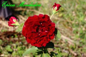 IMG_3409.JPG