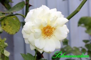 IMG_3494.JPG