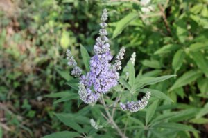 IMG_3418.JPG