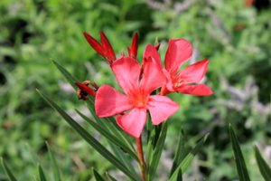 IMG_3474.JPG