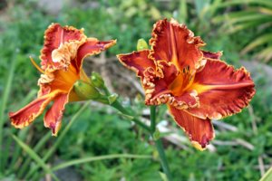 IMG_3486.JPG