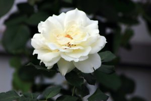 IMG_3516.JPG