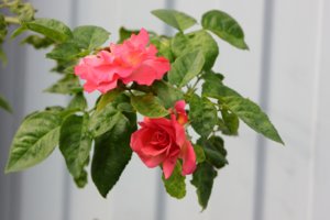 IMG_3521.JPG