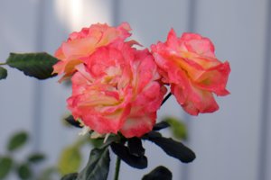 IMG_3757.JPG