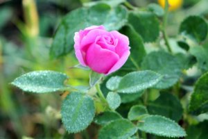 IMG_3800.JPG