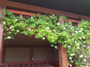 20170607_121613.jpg