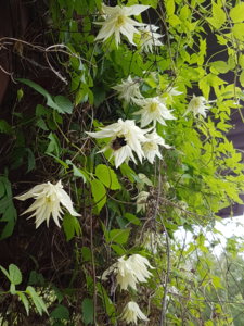 20170607_121859.jpg