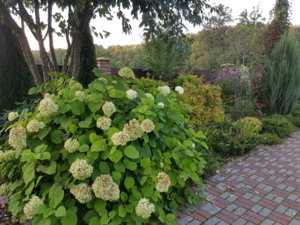 20170913_185948.jpg