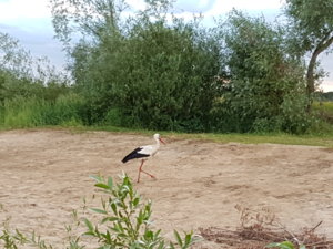 20170621_205431.jpg