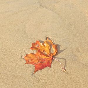 одинокий кленовый лист