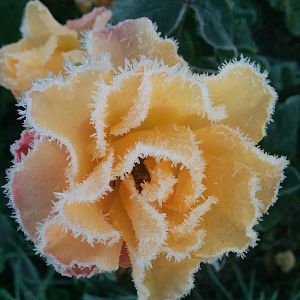 IMG_20161019_074752