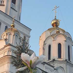 Магнолия Суланжа 26.04.2019