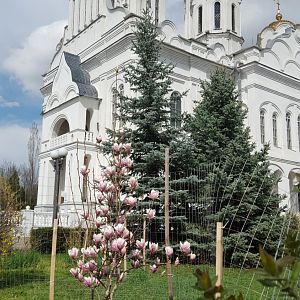 Магнолия Суланжа видовая 12.04.2019