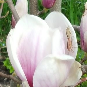 Магнолия Суланжа видовая 12.04.2019