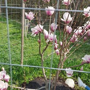 Магнолия  Суланжа видовая 12.04.2019