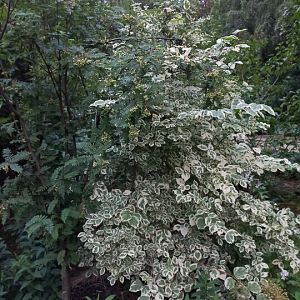 IMG_20250708_204623_351