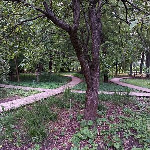 17 розоцветные