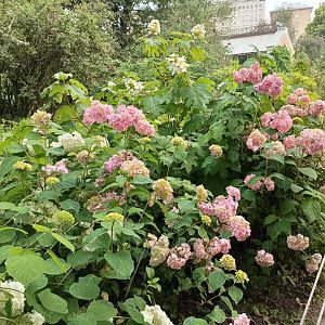 IMG_20250708_175115_987