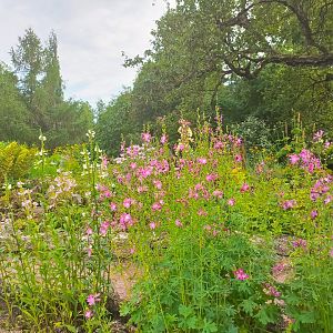 Америка