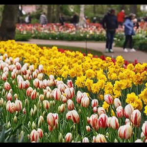 Screenshot_20260529_152858_com.yandex.browser