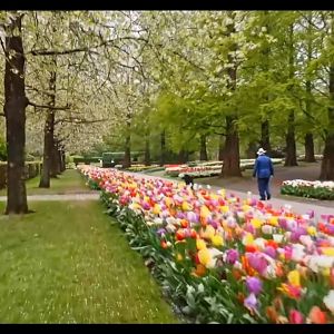 Screenshot_20260529_152744_com.yandex.browser