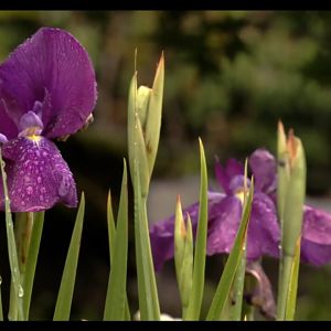 Screenshot_20260531_181817_com.yandex.browser