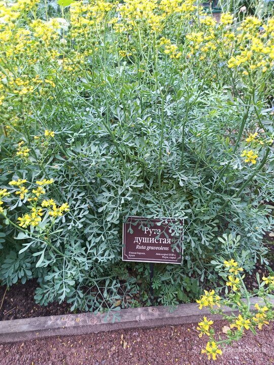16 сад лекарственных трав
