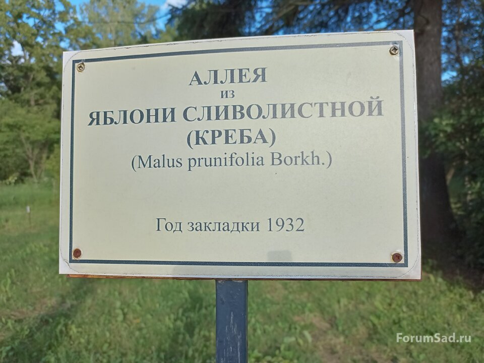 аллея яблони