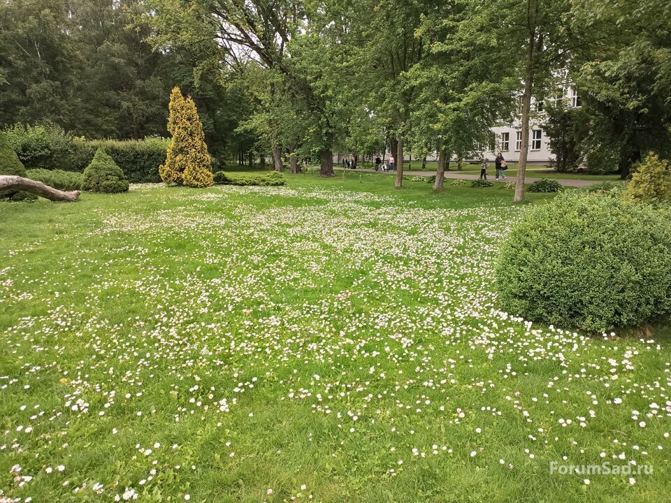 аллея тополя черного