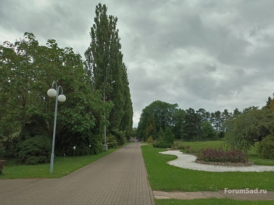 аллея тополя черного