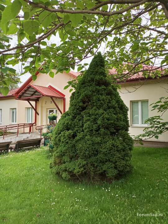 аллея тополя черного