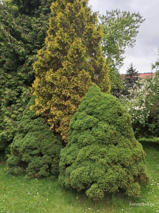 аллея тополя черного