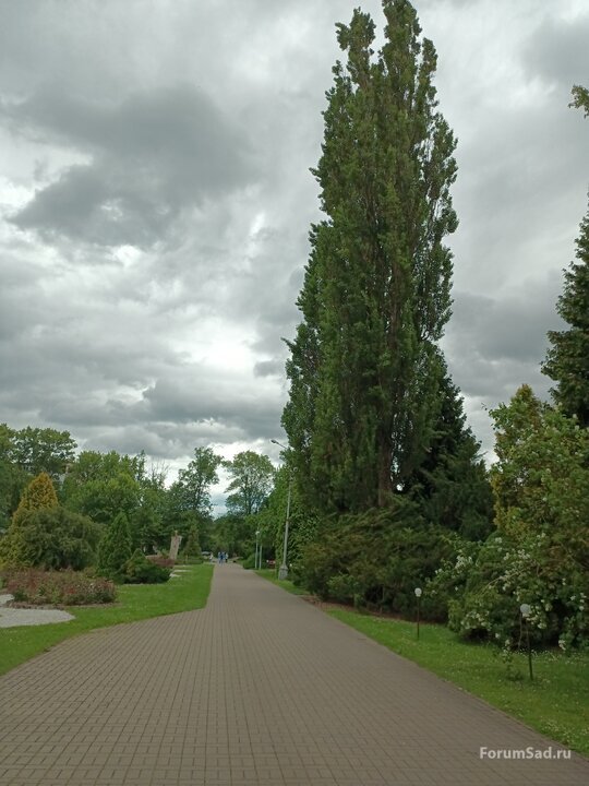 аллея тополя черного