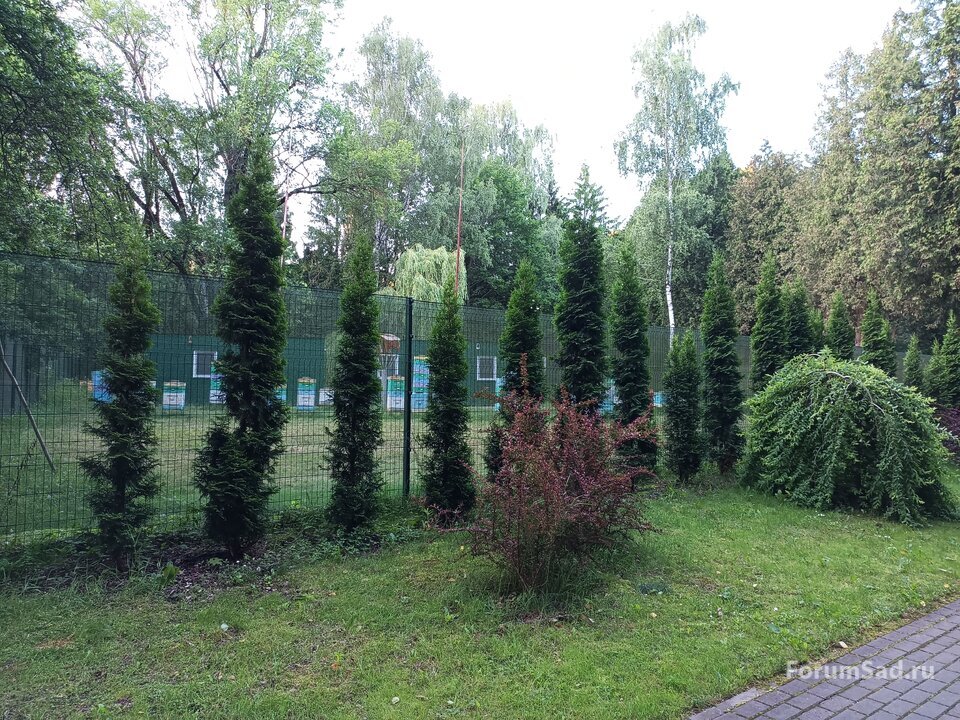 аллея туи западной. Пасека