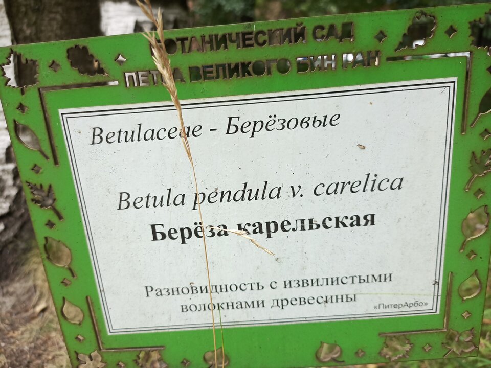 береза карельская