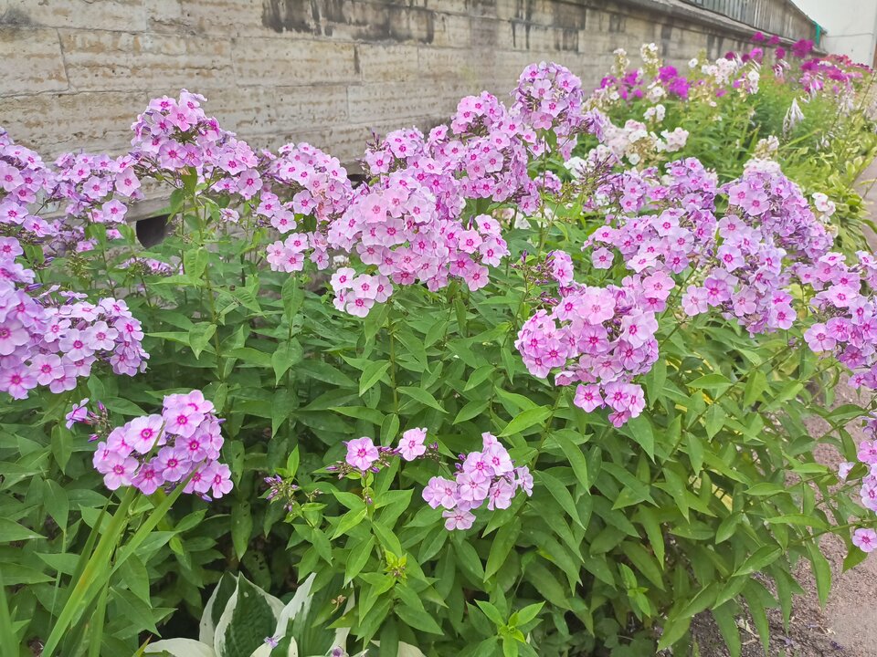 флоксы