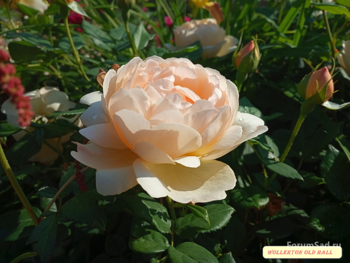 IMG_20190622_081510
