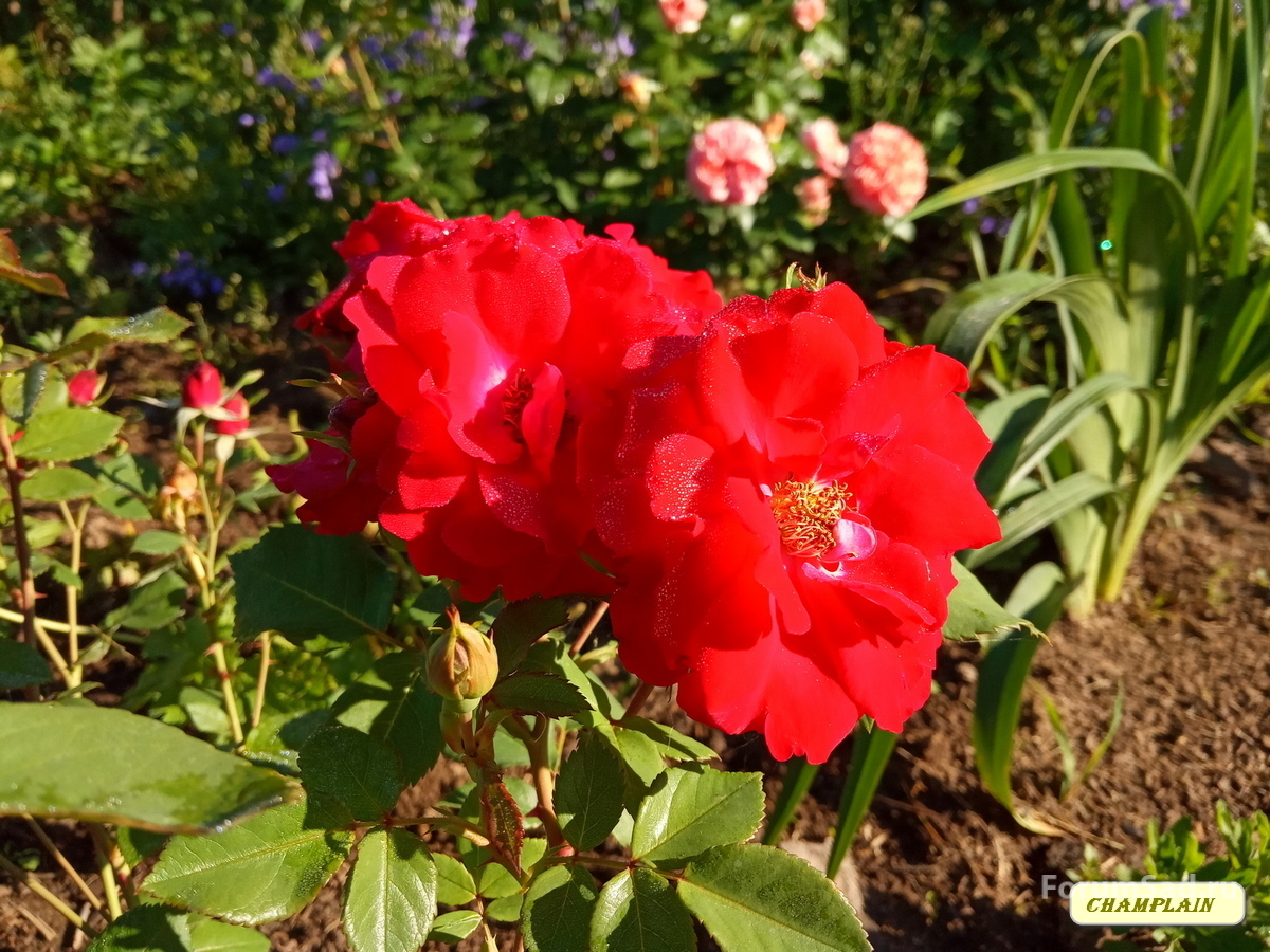 IMG_20190624_070044