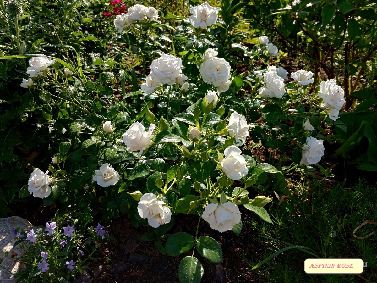 IMG_20190625_082537