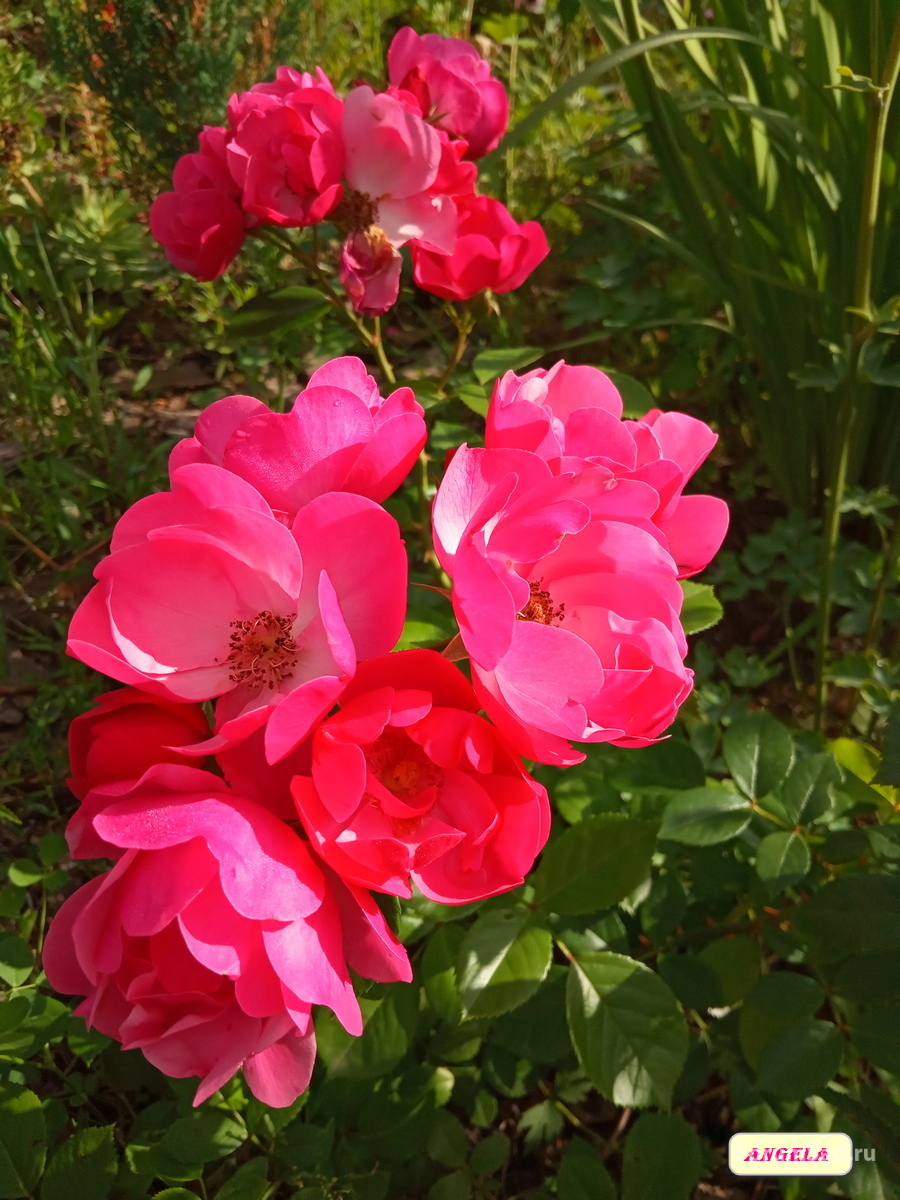 IMG_20190709_080953