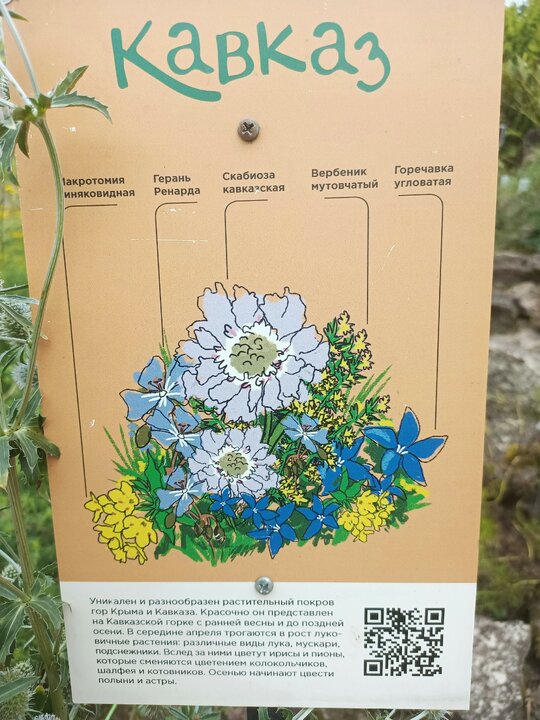 Кавказ