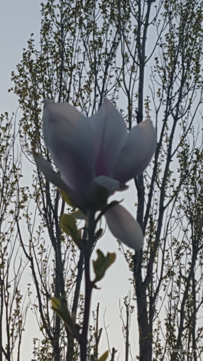 Магнолия  Суланжа 26.04.2019
