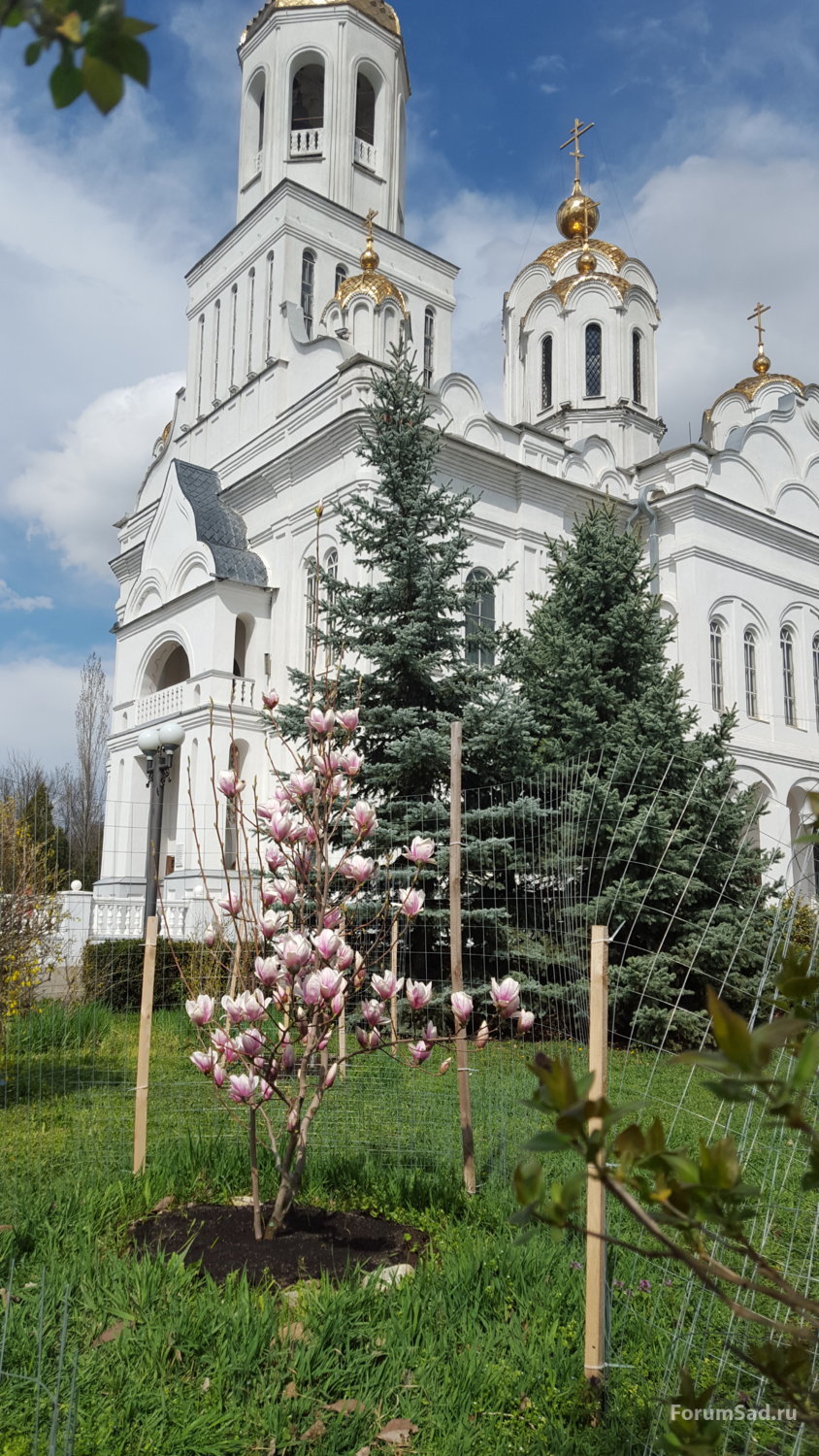 Магнолия Суланжа видовая 12.04.2019
