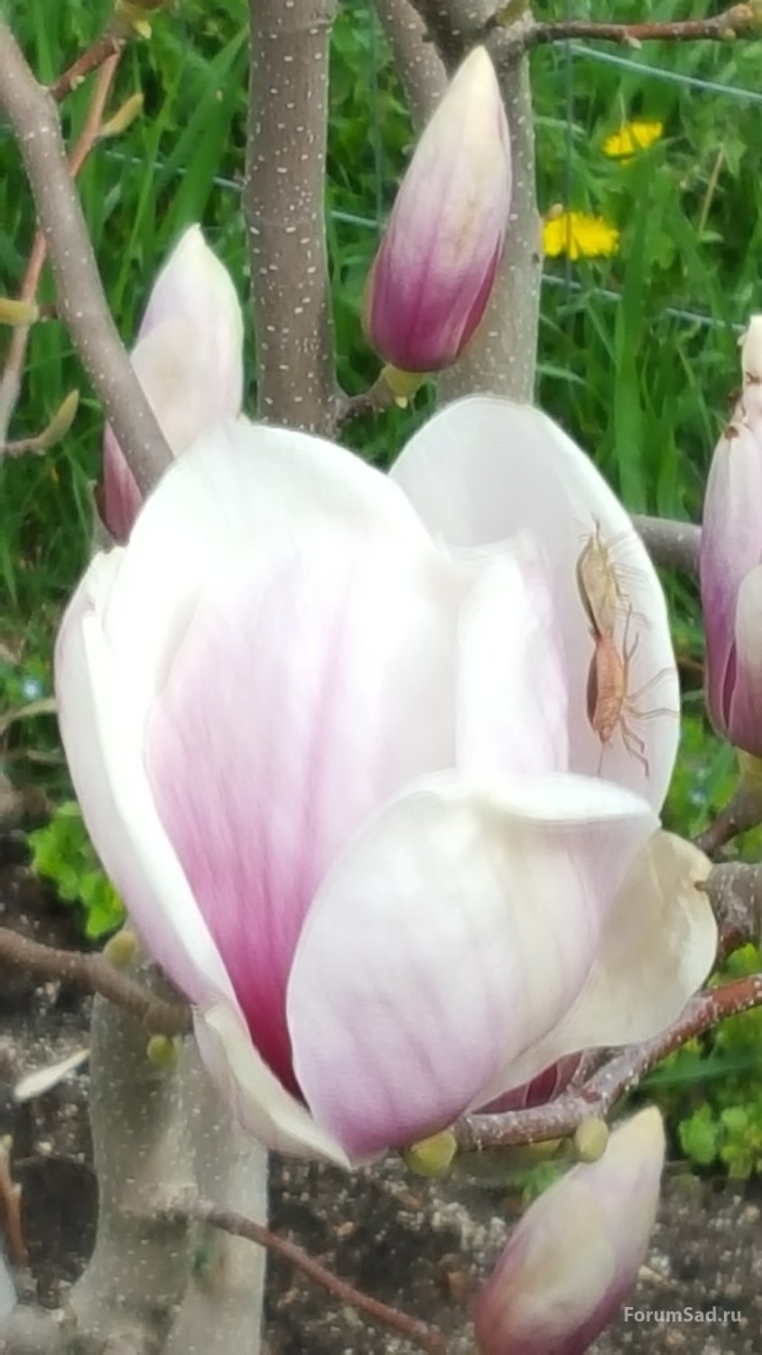 Магнолия Суланжа видовая 12.04.2019