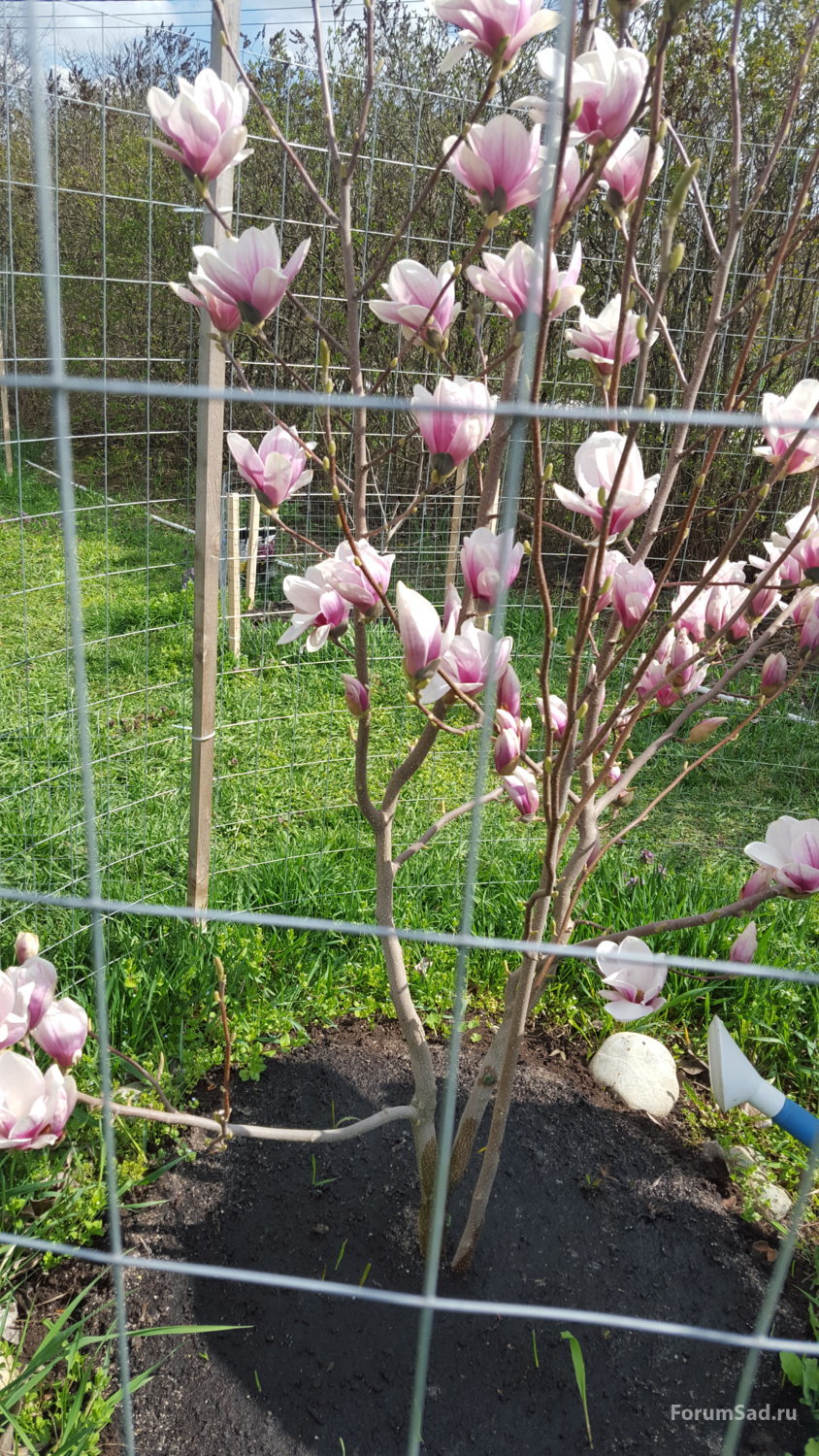 Магнолия  Суланжа видовая 12.04.2019
