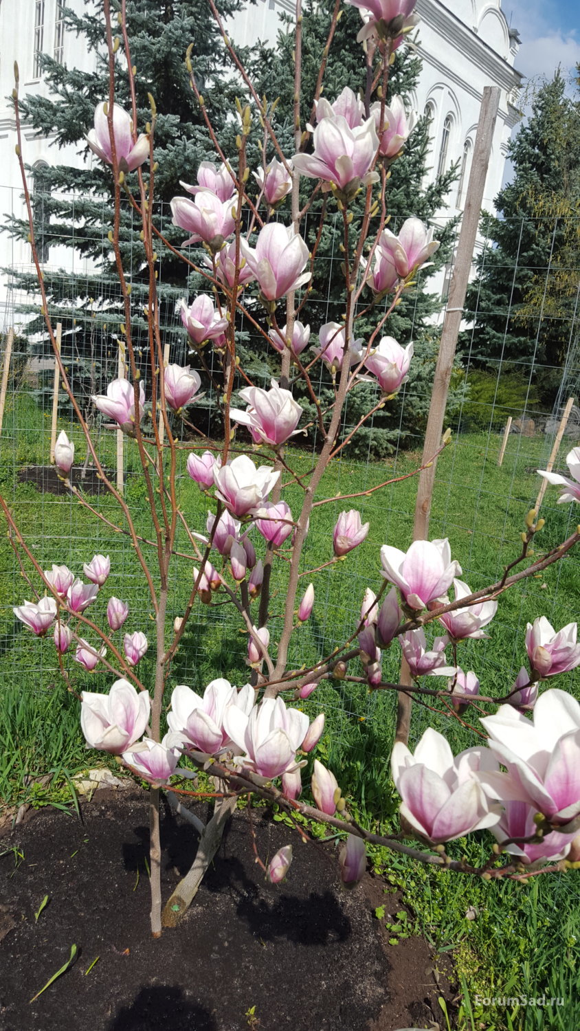 Магнолия  Суланжа видовая 12.04.2019
