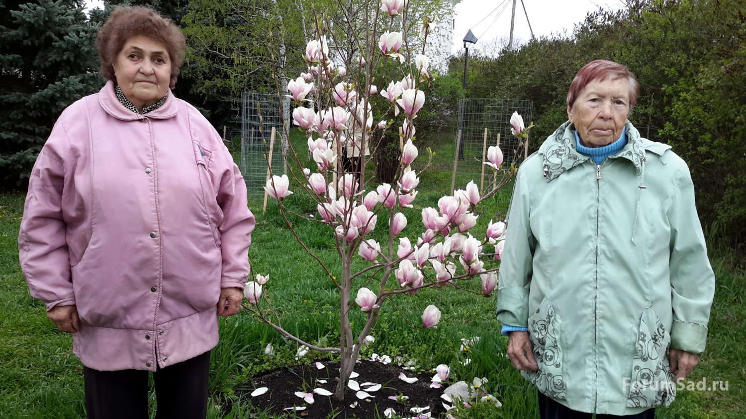Магнолия Суланжа видовая 17.04.2019