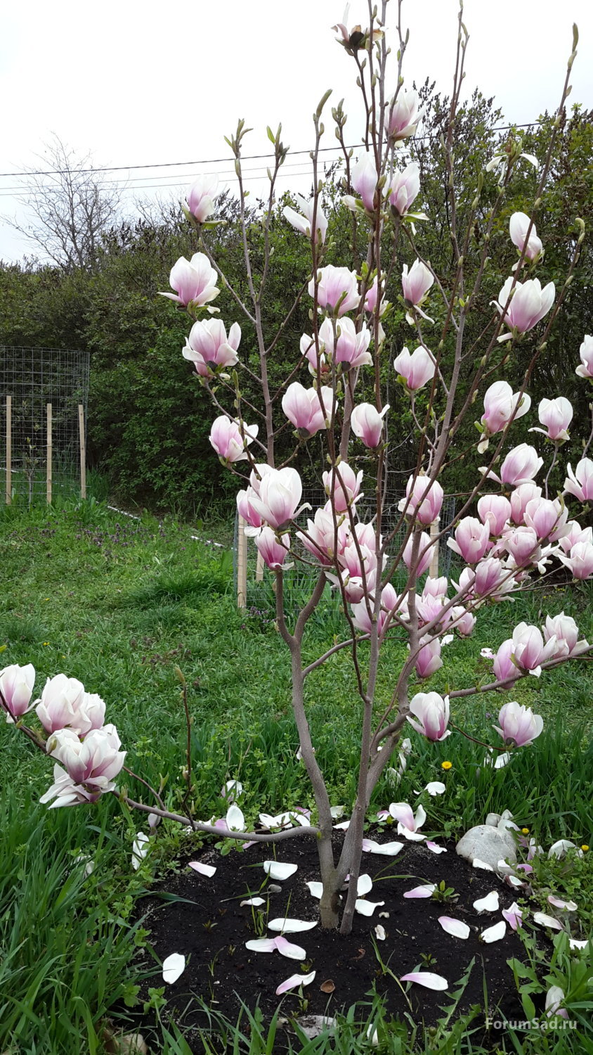Магнолия Суланжа видовая 17.04.2019